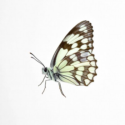 Butterfly resting on a surface