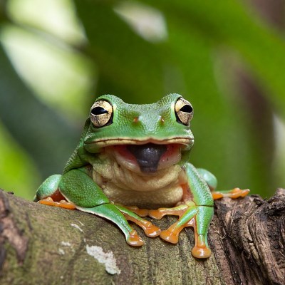 Bright green frog on tree branch