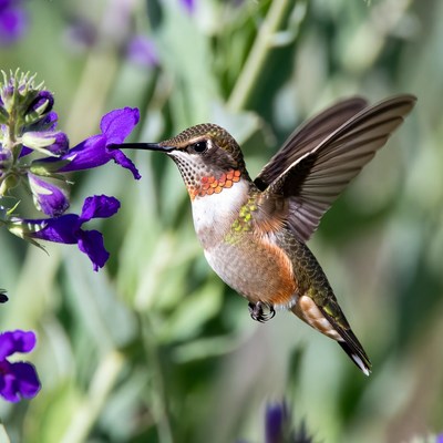 Hummingbird feeding on purple flowers