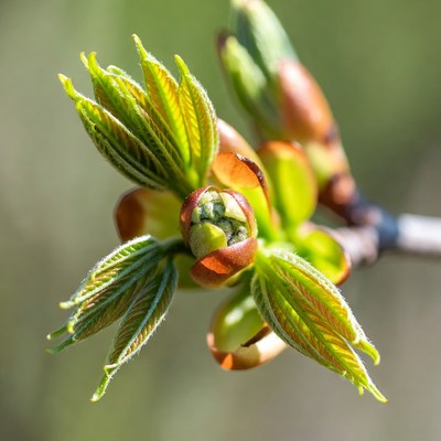 New leaves grow on spring branch