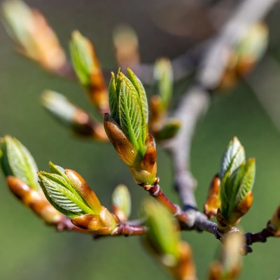 New leaves growing on branches in spring
