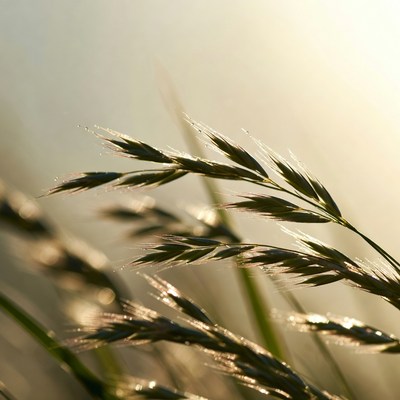 Sunlight on tall grass blades