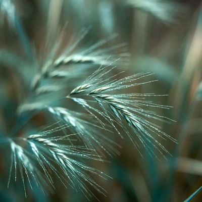 Focus on green grass in sunlight