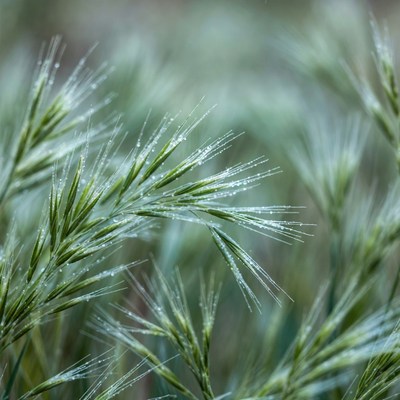 Dew on grass in morning light