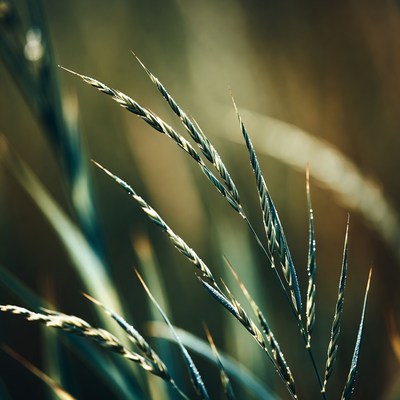 Grass blades swaying in the wind at sunset