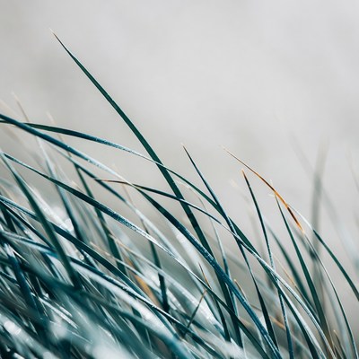 Grass blades in bright light