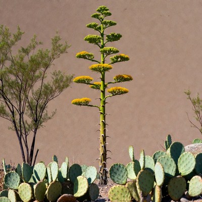 Agave plant blooms in desert landscape