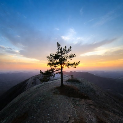 Sunset at mountain peak with tree