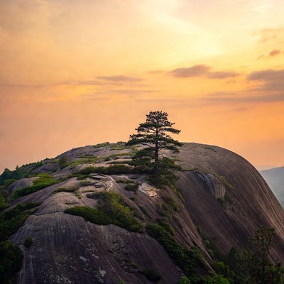 Tree on rocky mountain at sunset