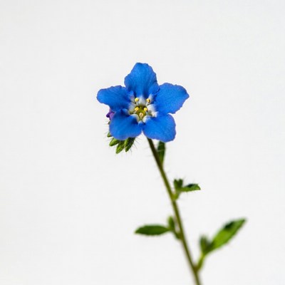Blue flower with green leaves on white background