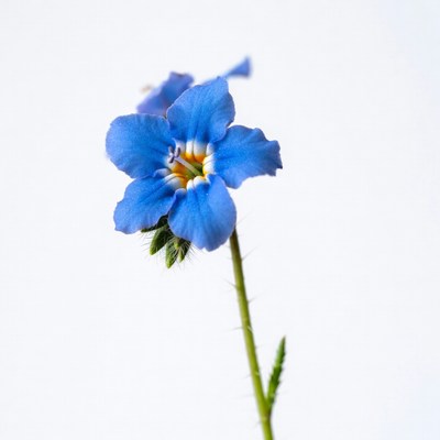 Blue flower in close view