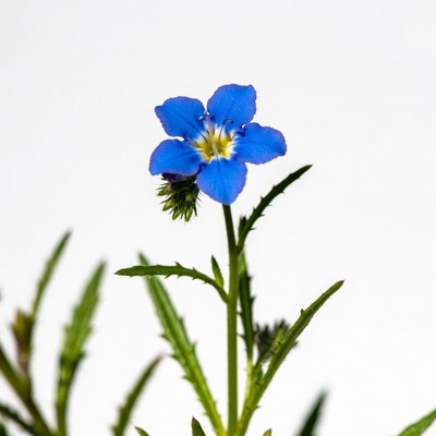 Blue flower on a green stem under bright light