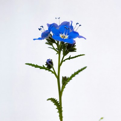 Blue flower with green leaves in daylight