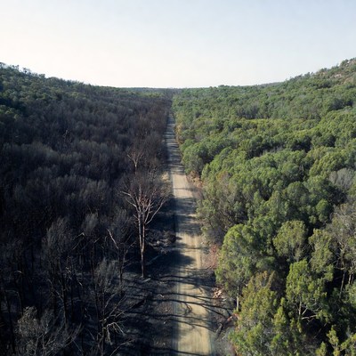 Burned forest and green recovery path