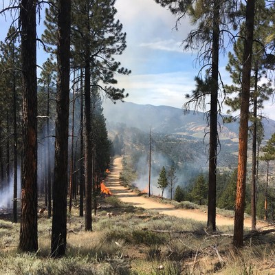 Smoke rising in forest during fire