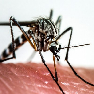 Close-up of mosquito on skin