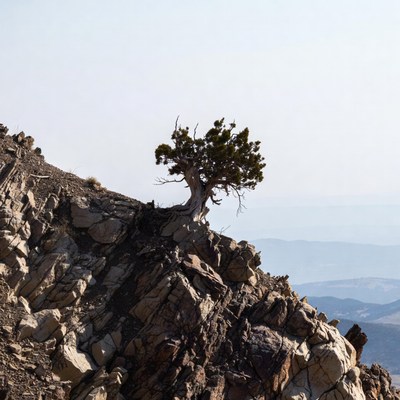 Lonely tree on rocky cliff