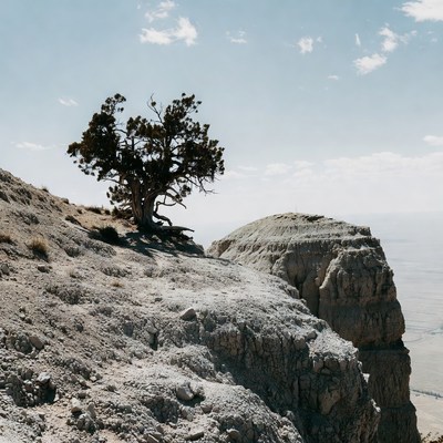 Lonely tree on steep cliff
