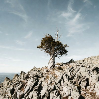 Tree on rocky mountain landscape