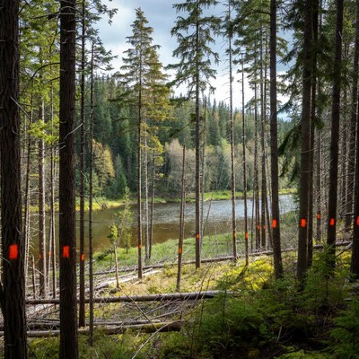 Trees and river landscape in forest area