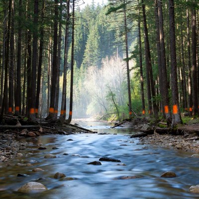 Stream flows through forest with trees
