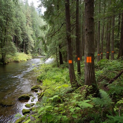 Trees marked along river bank