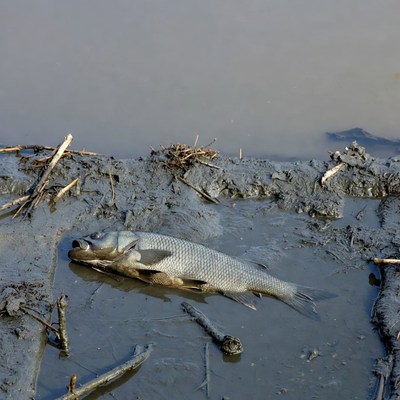 Fish lying in muddy water
