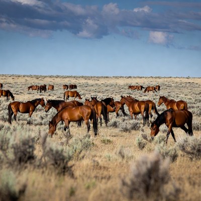 Horses grazing in open field