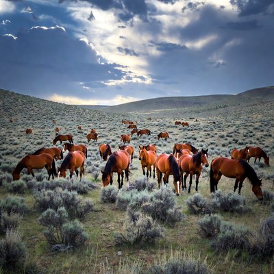 Horses grazing on open land