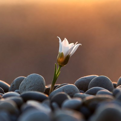 Flower growing among stones at sunset