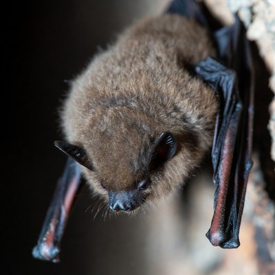 Bat resting on tree trunk