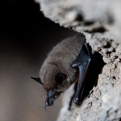 Bat emerging from cave in night