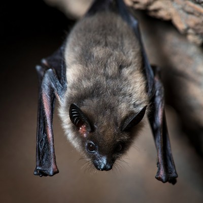 Bat hanging from cave ceiling