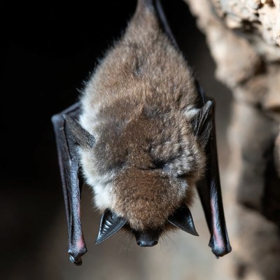 Bats resting in a cave