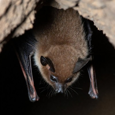 Bat resting in a cave