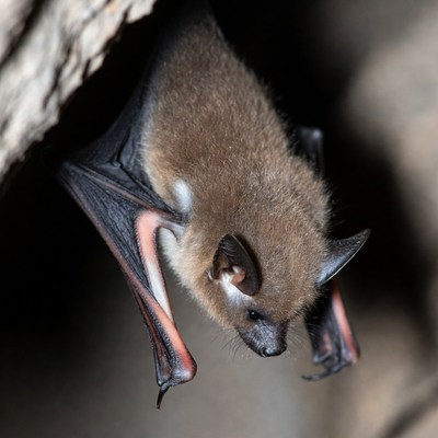 Bat hanging upside down in cave