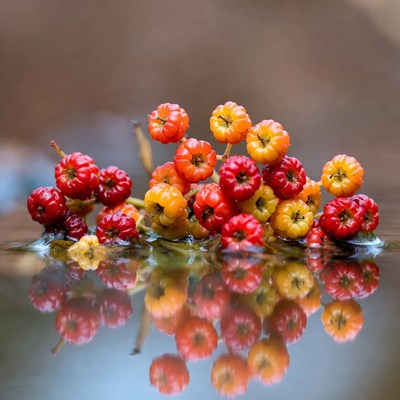 Berries float on water surface