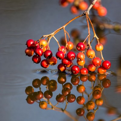Berries floating on water surface
