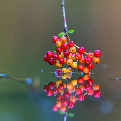 Bunch of berries on water surface