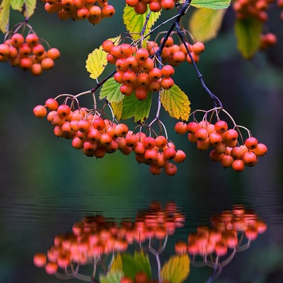 Red berries with reflections on water