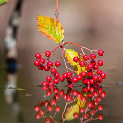 Bright red berries reflect on water