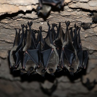 Bats hanging in cave