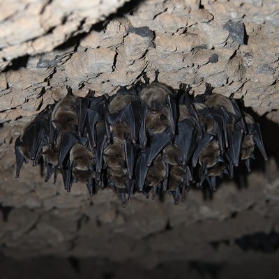 Bats hanging from cave ceiling