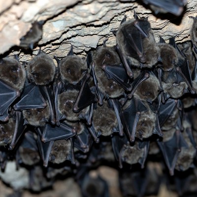 Bats resting in a cave