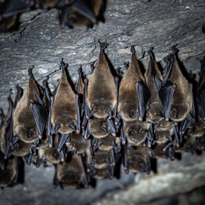 Bats hanging in a cave at night