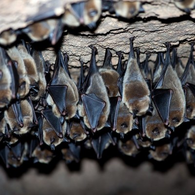 Bats hanging upside down in cave
