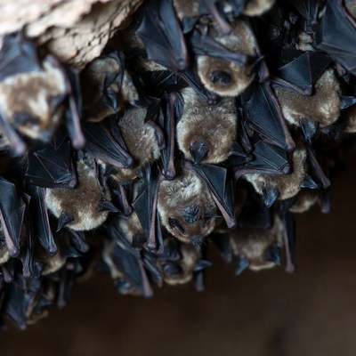 Bats hanging in cave at night