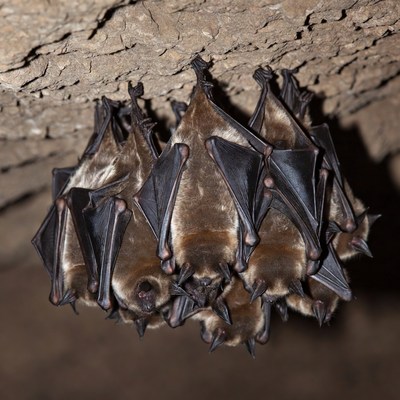 Bats hanging in cave colony