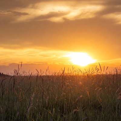 Sunset over tall grass field