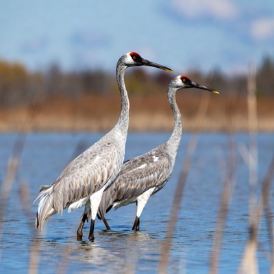 Cranes standing in shallow water